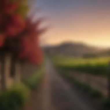 Magnificent Exploring the Most Romantic Napa Wineries Magnificent Exploring the Most Romantic Napa Wineries