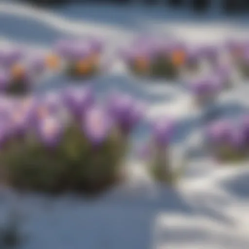 A close-up of vibrant crocuses emerging from the snow, symbolizing hope and new beginnings.