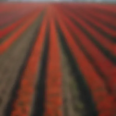 Breathtaking Tulip Fields in Amsterdam Countryside