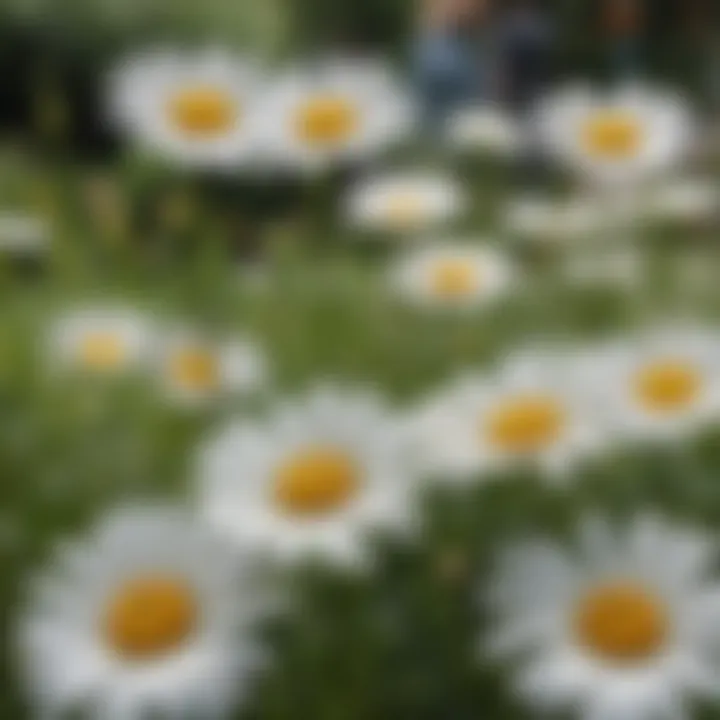 A close-up of delicate daisies blooming in a lush garden