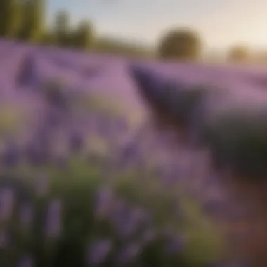 A field of fragrant lavender swaying in the breeze