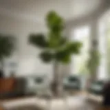 Lush green fiddle leaf fig plant elevating an elegant living room