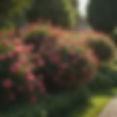 Lush flowering bushes enhancing garden aesthetics
