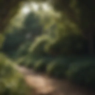 Aesthetic Arrangement of Bushes in Shaded Landscapes Aesthetic arrangement of bushes in a shaded landscape