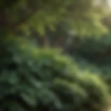 Diverse foliage textures of shade-loving bushes