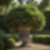 Elegant bush varieties thriving in shaded garden