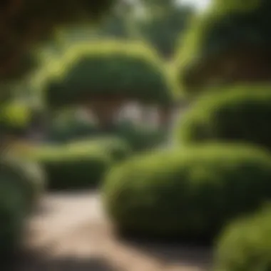 Maintenance of Shade-Friendly Bushes in Garden Design Maintenance of shade-friendly bushes in garden design