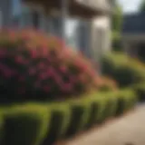 Lush flowering shrubs enhancing a home's curb appeal