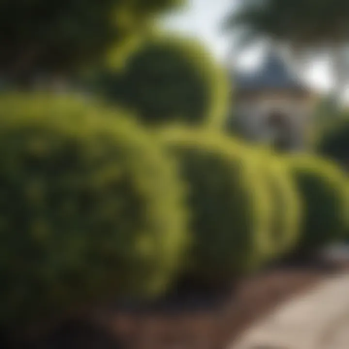 Ornamental bushes in a beautifully landscaped garden