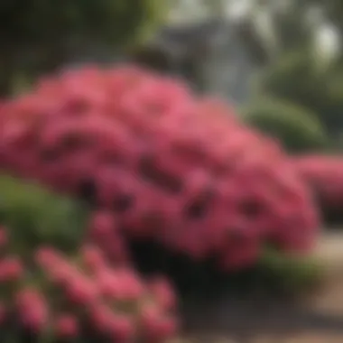 Exquisite Colorful Azalea Bush Colorful Azalea Bush in Front Yard