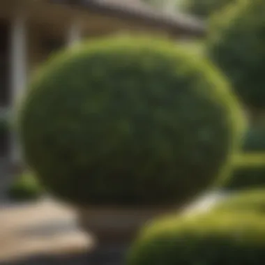 Elegant Evergreen Boxwood Shrub Evergreen Boxwood Shrub in Front Yard