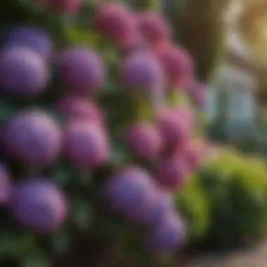 Lush Vibrant Hydrangeas Bush Vibrant Hydrangeas Bush in Front Yard