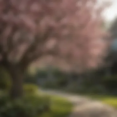 Enchanting Flowering Magnolia Tree Flowering Magnolia Tree in Front Yard