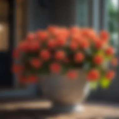 Colorful begonia flowers in a shaded front porch