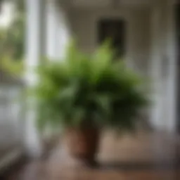 Lush fern plant in a shaded front porch