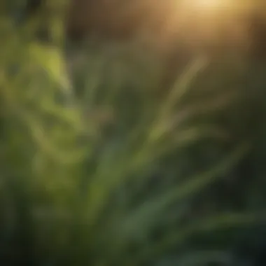 Citronella grass swaying in the breeze