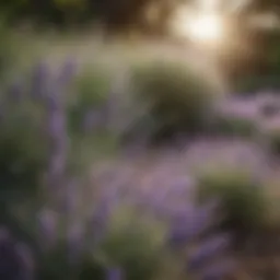Lavender plants in a serene garden setting