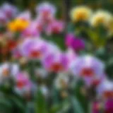 A stunning array of orchids in vibrant colors at the Bronx Botanical Garden.