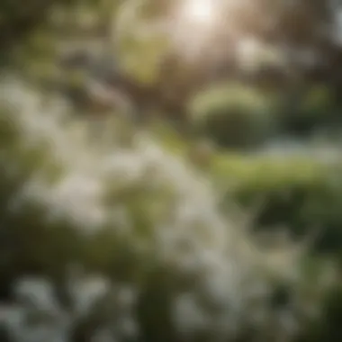 Bush with white blossoms attracting bees in a garden setting