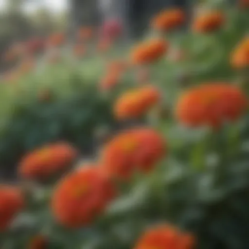 Colorful Zinnias in Full Bloom