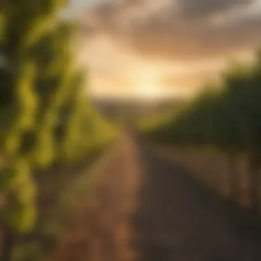 Majestic Champagne Vineyard at Dusk Champagne Vineyard Bathed in Golden Sunset