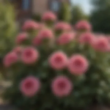 Close-up of a unique flower bush, highlighting its characteristics and beauty