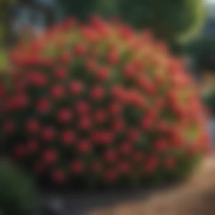 A vibrant flower bush in full bloom, enhancing the front yard