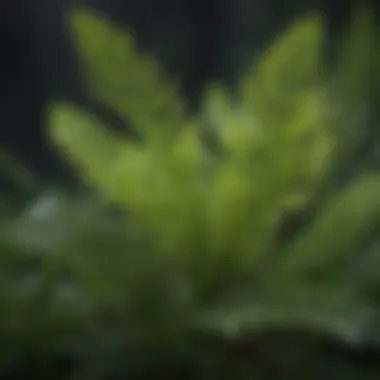 Citronella plant leaves close-up