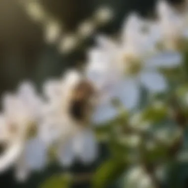 Close-up of blossoms from a popular bee-attracting shrub species