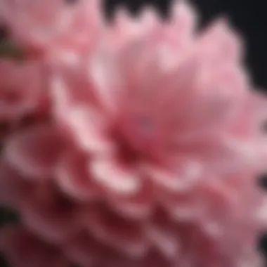 Close-up of delicate pink flower petals