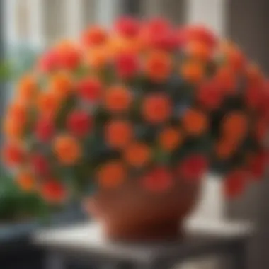 Vibrant Begonias: A Pop of Color in Shade Colorful Begonias for Shaded Balcony