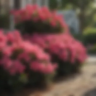 Colorful Flowering Azaleas for Curb Appeal