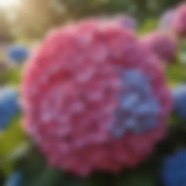 Colorful Hydrangea Blossoms in South Carolina Landscape