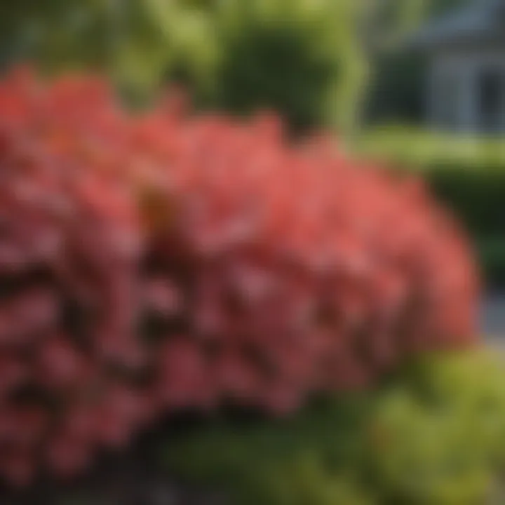 Vibrant Coral Bells adding color to a shaded outdoor space