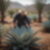 Agave Plant Harvesting