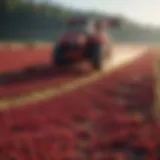 Cranberry Harvesting in Airelles Fields