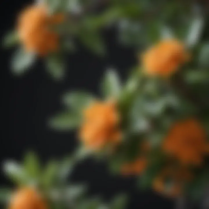 Close-up view of the leaves and blossoms of a dwarf mandarin tree.