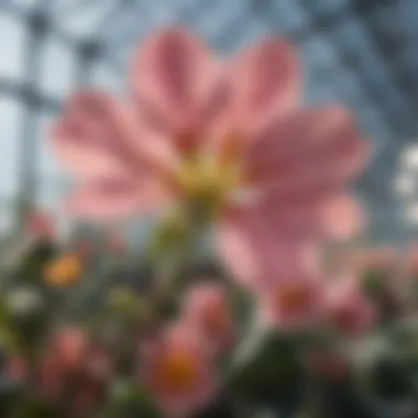 Close-up of a delicate bloom highlighting intricate petal details under greenhouse lighting.