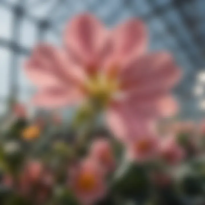 Close-up of a delicate bloom highlighting intricate petal details under greenhouse lighting.