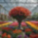 A vibrant collection of greenhouse flowers showcasing a spectrum of colors and varieties.