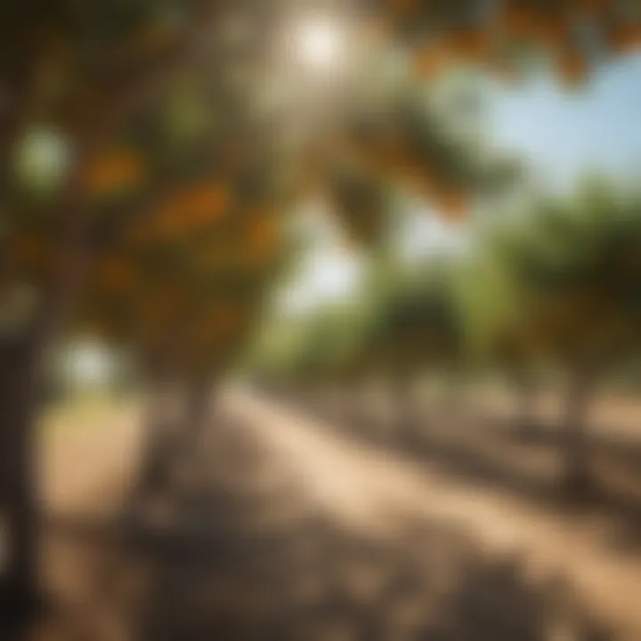 A variety of citrus fruits hanging from branches in a sunny orchard