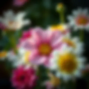 Seasonal Flowers: Enhancing Aesthetic Appeal Close-up of seasonal flowers highlighting their unique features