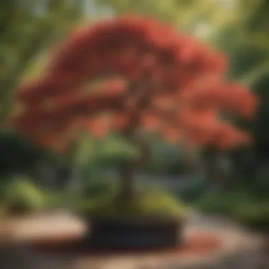 Majestic Japanese Maple Tree