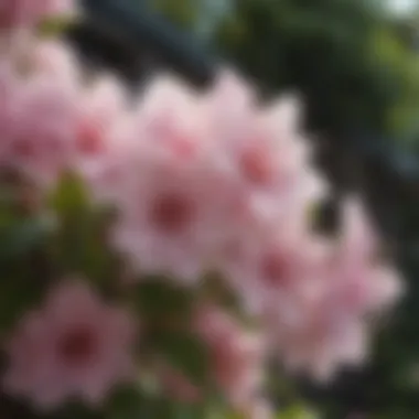 Close-up of delicate full shade blossoms