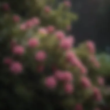 Close-up of blooming dwarf shrub showcasing delicate flowers