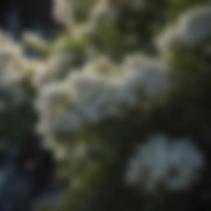 Elegant White Blooming Shrubs in Moonlight