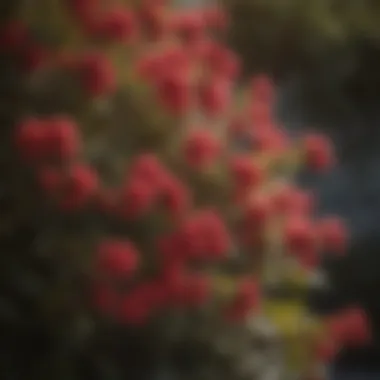 Elegant Blossoms of the Ruby Sunset Shrub