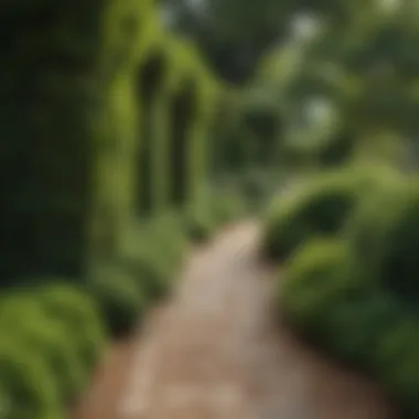 Sculptural Hedge Creating Artistic Walkway Border