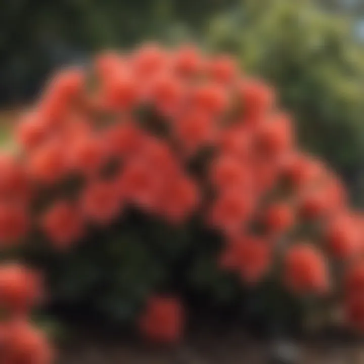 Vibrant Coral Azalea Bush in Full Glory