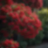 Enchanting Crimson Viburnum Bush